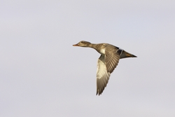 Gadwall