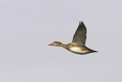 Gadwall