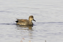 Gadwall