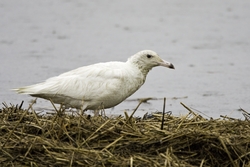 Glaucous Gull