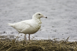 Glaucous Gull