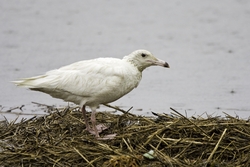 Glaucous Gull