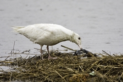 Glaucous Gull
