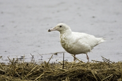 Glaucous Gull