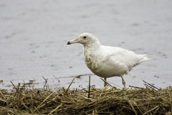 Glaucous Gull