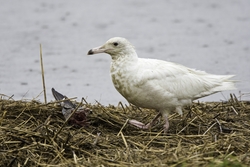 Glaucous Gull