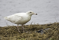 Glaucous Gull