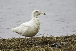 Glaucous Gull