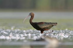 Glossy Ibis