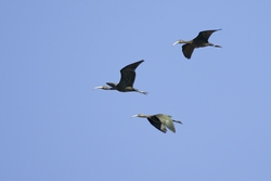 Glossy Ibis