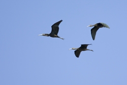 Glossy Ibis
