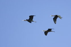 Glossy Ibis