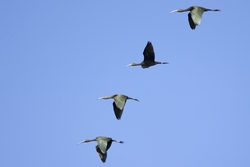 Glossy Ibis