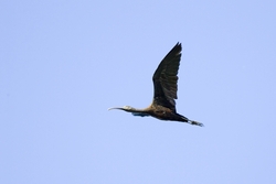 Glossy Ibis