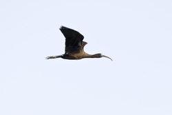 Glossy Ibis