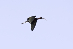 Glossy Ibis