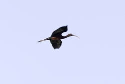 Glossy Ibis