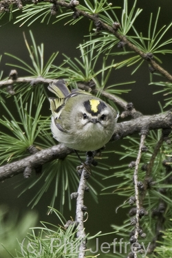 Golden-crowned Kinglet