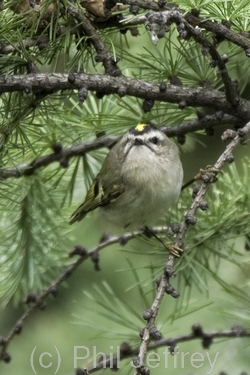 Golden-crowned Kinglet