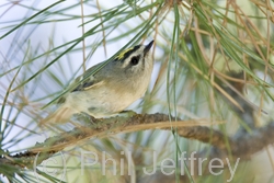 Golden-crowned Kinglet