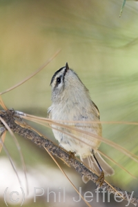 Golden-crowned Kinglet