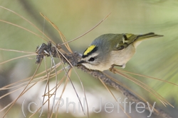 Golden-crowned Kinglet