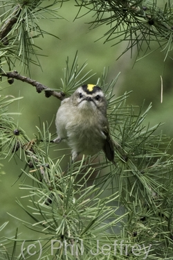 Golden-crowned Kinglet