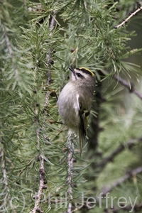 Golden-crowned Kinglet