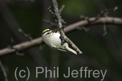 Golden-crowned Kinglet