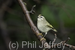 Golden-crowned Kinglet