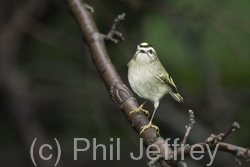 Golden-crowned Kinglet