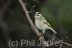 Golden-crowned Kinglet