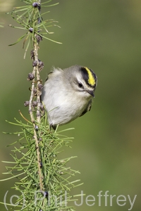 Golden-crowned Kinglet