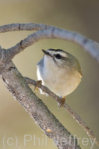 Golden-crowned Kinglet