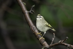Golden-crowned Kinglet