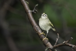Golden-crowned Kinglet