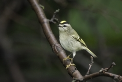 Golden-crowned Kinglet