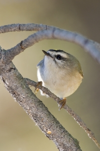 Golden-crowned Kinglet
