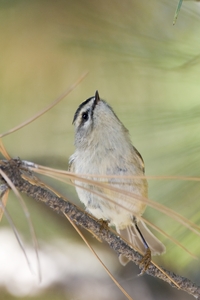 Golden-crowned Kinglet