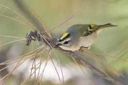 Golden-crowned Kinglet
