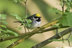 Golden-winged Warbler