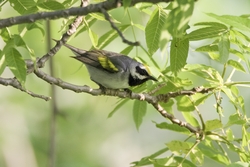 Golden-winged Warbler