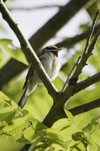 Golden-winged Warbler