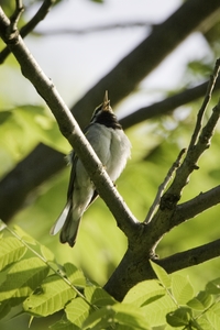 Golden-winged Warbler
