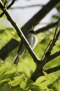 Golden-winged Warbler