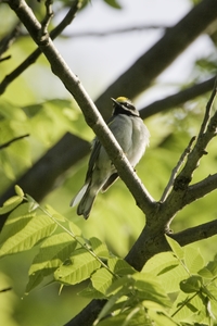 Golden-winged Warbler
