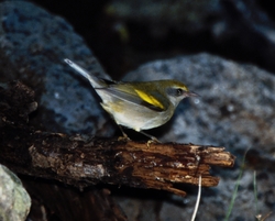 Golden-winged Warbler