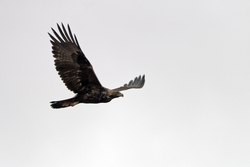 Golden Eagle