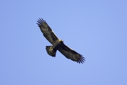 Golden Eagle