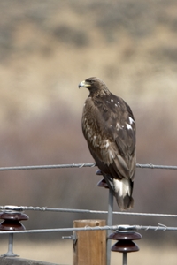 Golden Eagle